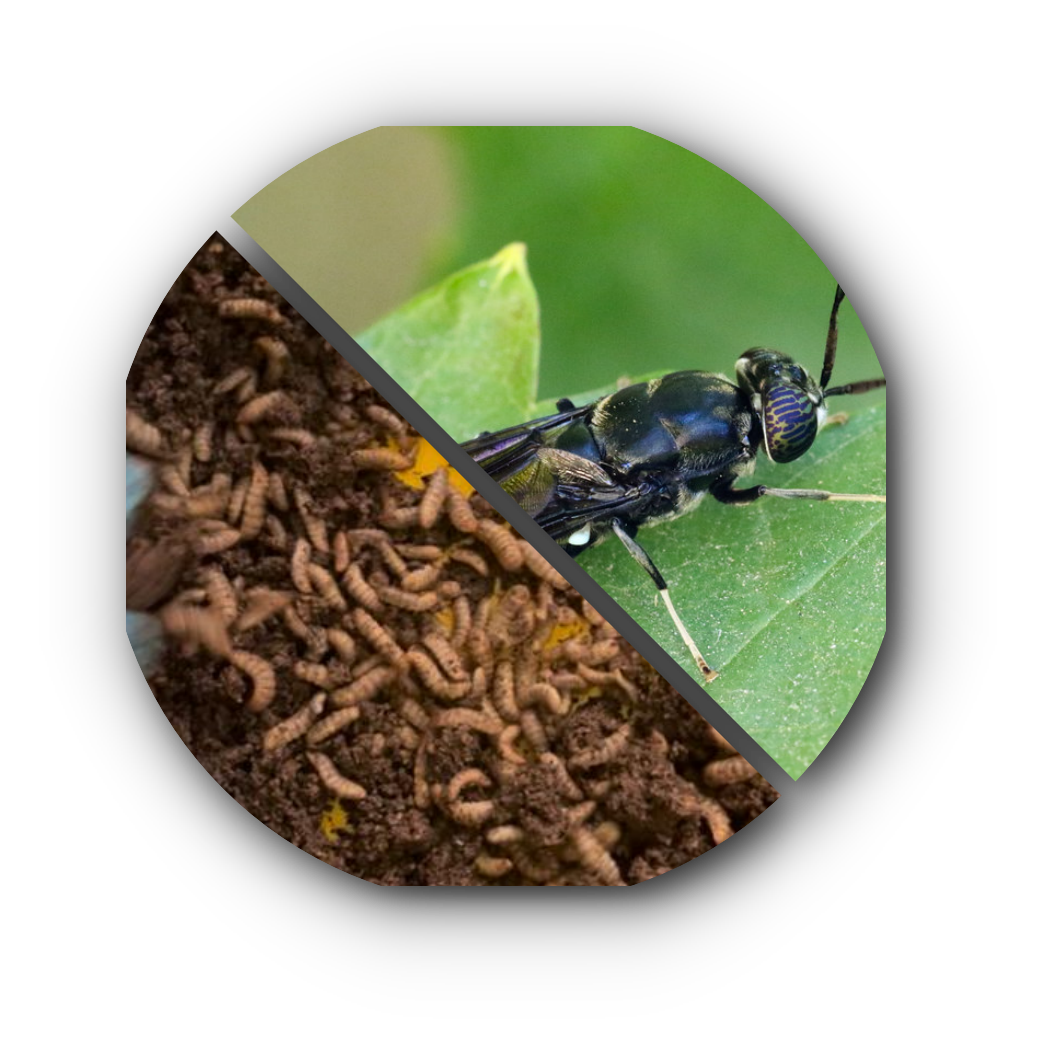 black-soldier-fly.org